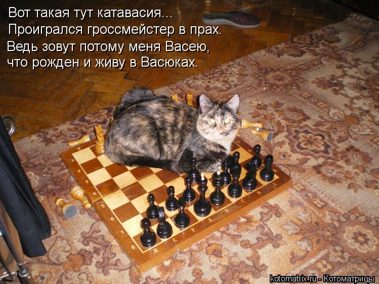 Котоматрица: Вот такая тут катавасия... Проигрался гроссмейстер в прах.  Ведь зовут потому меня Васею, что рожден и живу в Васюках.