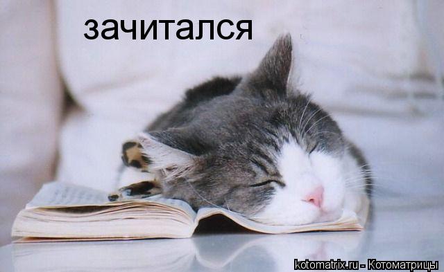 Котоматрица: зачитался
