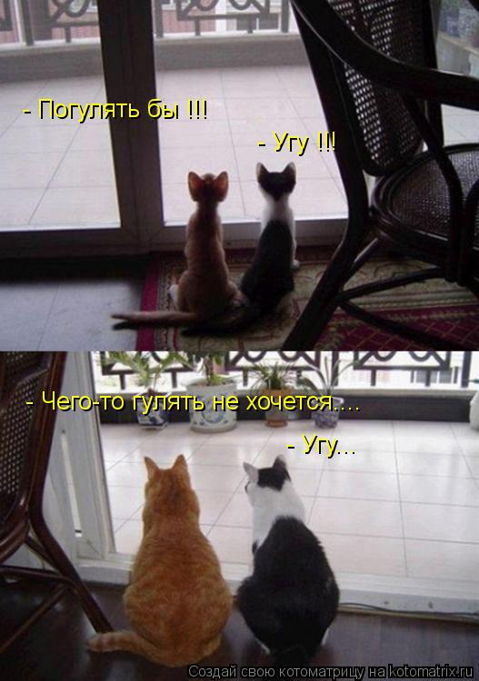 - Погулять бы !!! - Угу !!! - Чего-то гулять не хочется.... - Угу...... Котоматрица: - Погулять бы !!! - Угу !!! - Чего-то гулять не хочется.... - Угу...