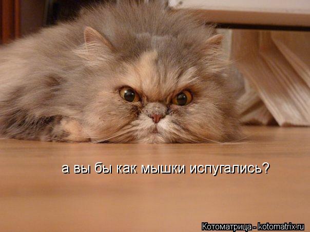 а вы бы как мышки испугались?... Котоматрица: а вы бы как мышки испугались?