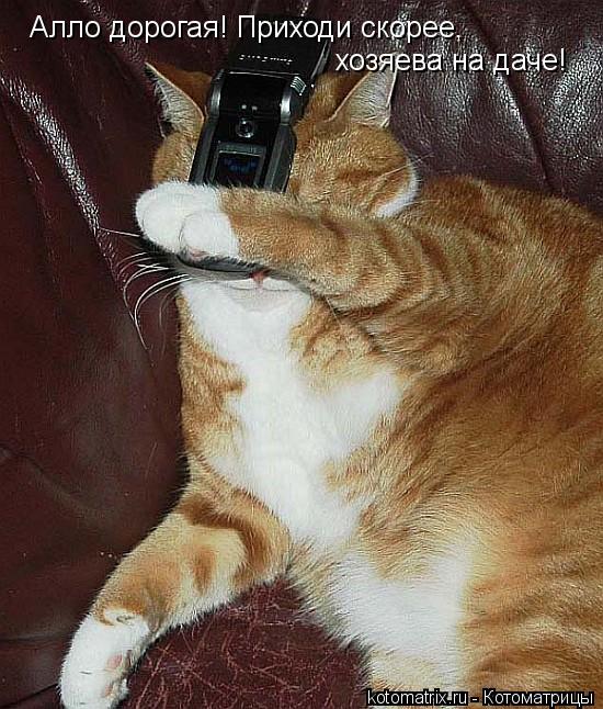 Алло дорогая! Приходи скорее, хозяева на даче!... Котоматрица: Алло дорогая! Приходи скорее, хозяева на даче!