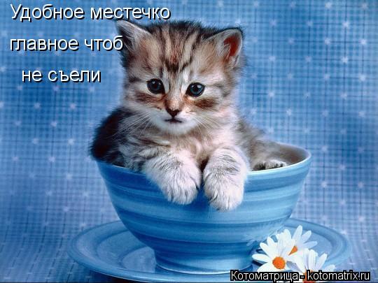 Удобное местечко главное чтоб не съели... Котоматрица: Удобное местечко главное чтоб не съели
