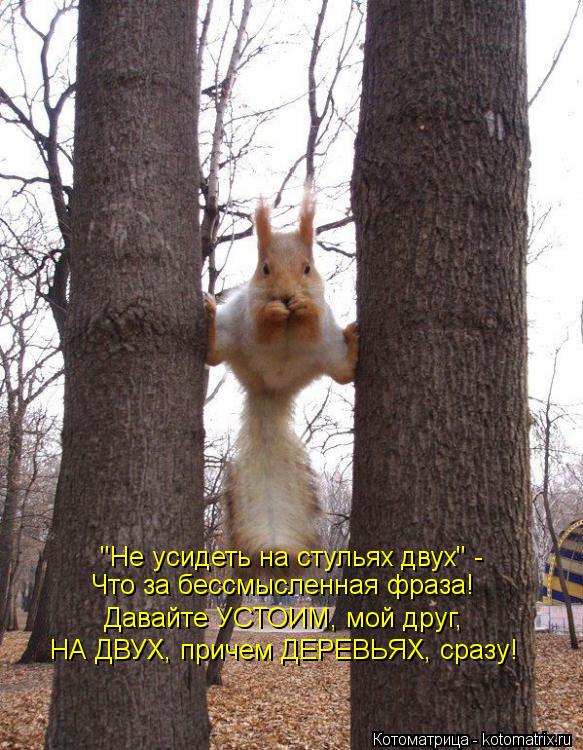 "Не усидеть на стульях двух" - Что за бессмысленная фраза! Давайте УСТОИМ, мой друг, НА ДВУХ, причем ... Котоматрица: "Не усидеть на стульях двух" - Что за бессмысленная фраза! Давайте УСТОИМ, мой друг, НА ДВУХ, причем ДЕРЕВЬЯХ, сразу!