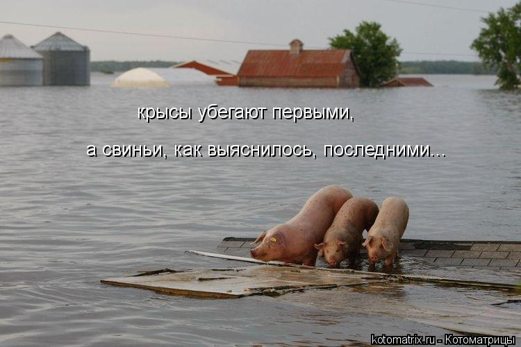 Котоматрица: крысы убегают первыми, а свиньи, как выяснилось, последними...