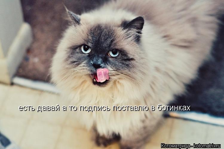 есть давай а то подпись поставлю в ботинках... Котоматрица: есть давай а то подпись поставлю в ботинках