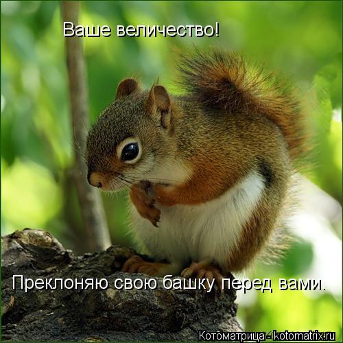 Ваше величество! Преклоняю свою башку перед вами.... Котоматрица: Ваше величество! Преклоняю свою башку перед вами.