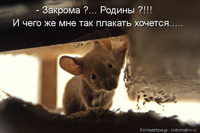 - Закрома ?... Родины ?!!! И чего же мне так плакать хочется........ Котоматрица: - Закрома ?... Родины ?!!! И чего же мне так плакать хочется.....
