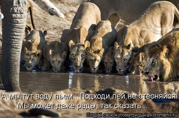 А мы тут воду пьем...Подходи,пей,не стесняйся! Мы может даже рады, так сказать...... Котоматрица: А мы тут воду пьем...Подходи,пей,не стесняйся! Мы может даже рады, так сказать...