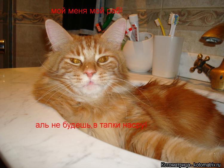 мой меня мой раб! аль не будешь,в тапки насру!... Котоматрица: мой меня мой раб! аль не будешь,в тапки насру!