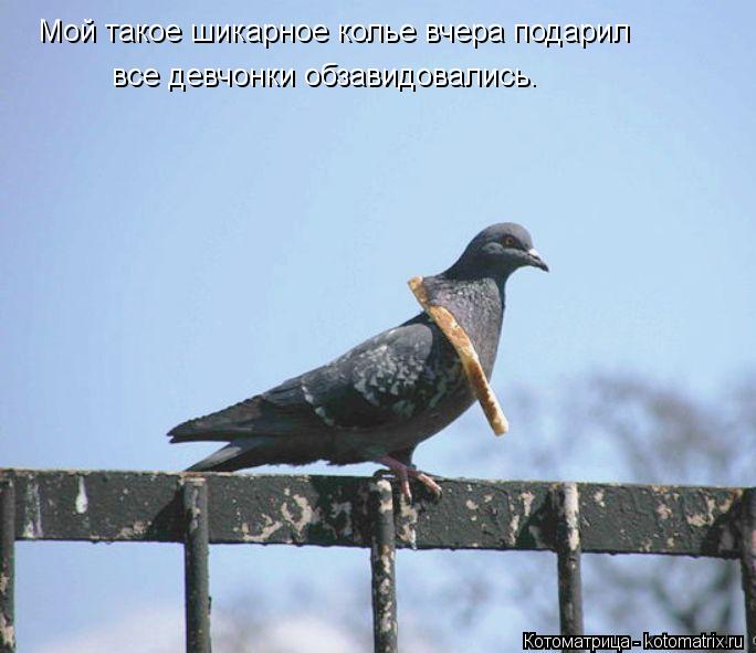 Котоматрица: Мой такое шикарное колье вчера подарил все девчонки обзавидовались.