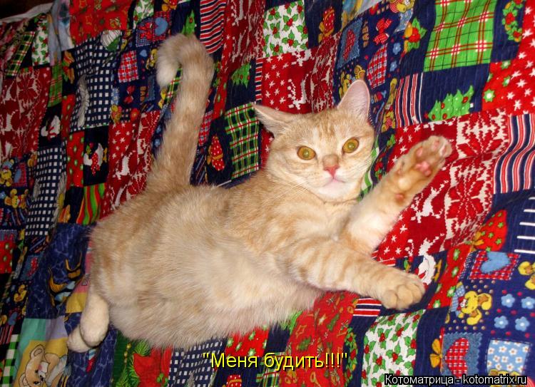 Котоматрица: "Меня будить!!!"