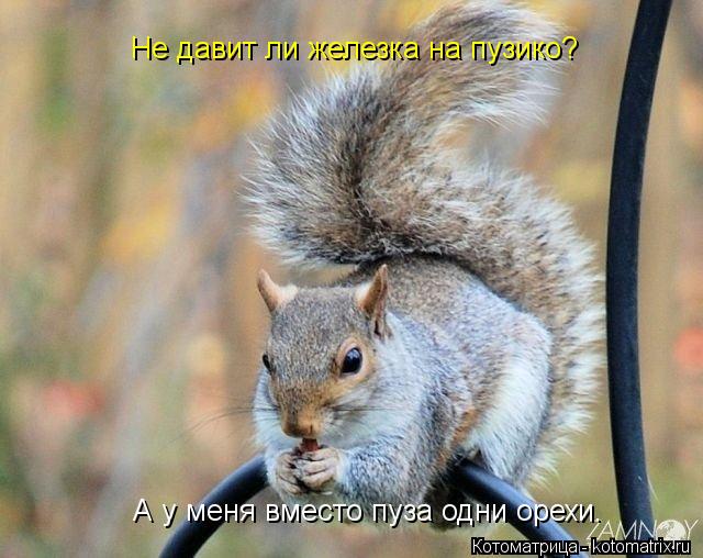 А у меня вместо пуза одни орехи. Не давит ли железка на пузико?... Котоматрица: А у меня вместо пуза одни орехи. Не давит ли железка на пузико?