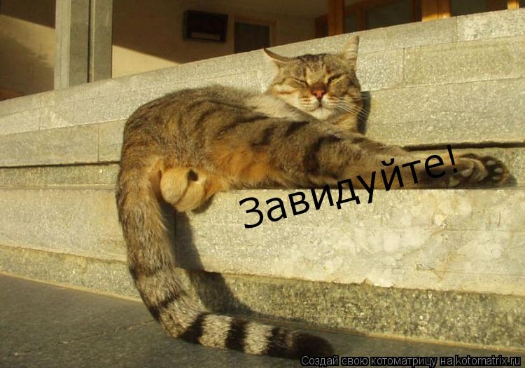 Завидуйте!... Котоматрица: Завидуйте!