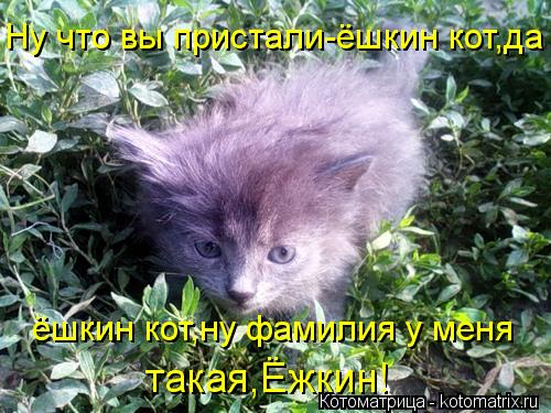 Котоматрица: Ну что вы пристали-ёшкин кот,да ёшкин кот,ну фамилия у меня  такая,Ёжкин!