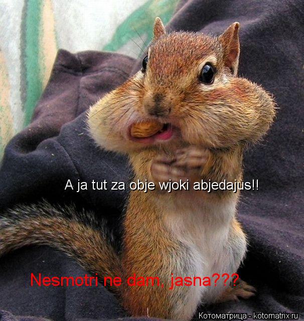 Котоматрица: A ja tut za obje wjoki abjedajus!! Nesmotri ne dam, jasna???