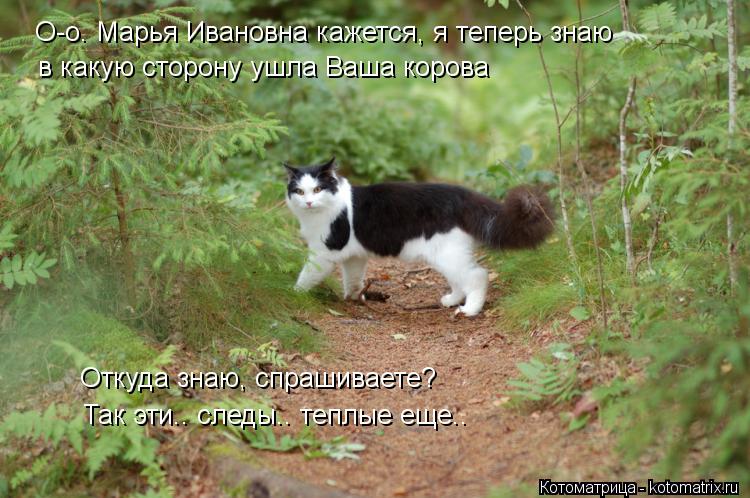 Котоматрица: О-о. Марья Ивановна кажется, я теперь знаю в какую сторону ушла Ваша корова Откуда знаю, спрашиваете? Так эти.. следы.. теплые еще..