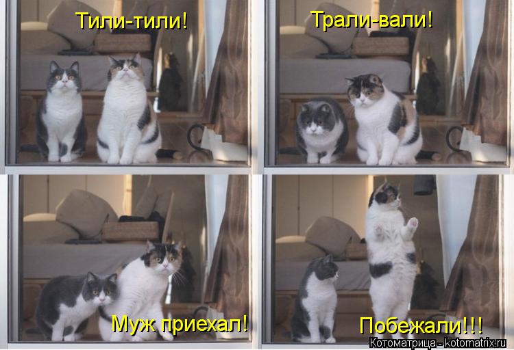 Тили-тили! Трали-вали! Муж приехал! Побежали!!!... Котоматрица: Тили-тили! Трали-вали! Муж приехал! Побежали!!!