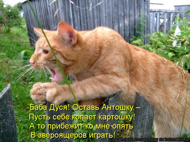 Баба Дуся! Оставь Антошку – Пусть себе копает картошку! А то прибежит ко мне опять В звероящеров иг... Котоматрица: Баба Дуся! Оставь Антошку – Пусть себе копает картошку! А то прибежит ко мне опять В звероящеров играть!