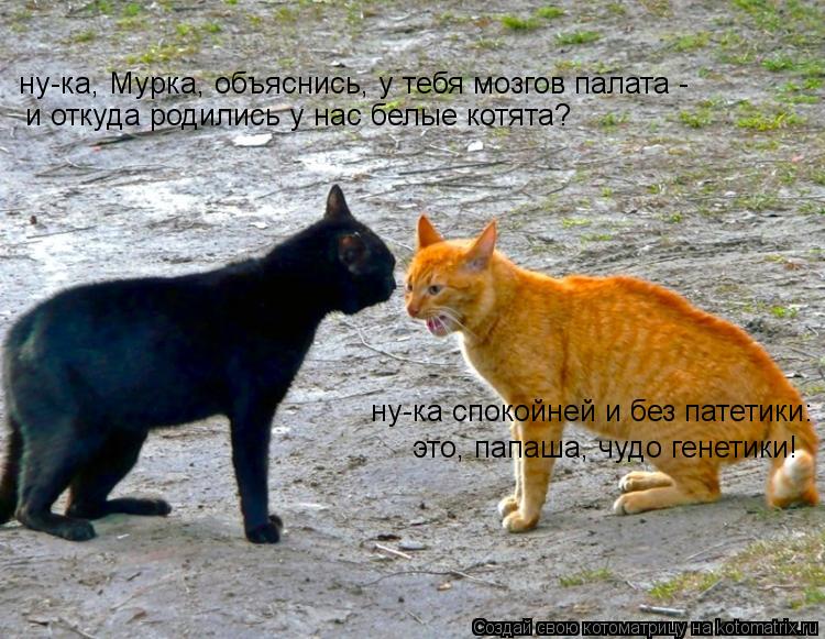 Котоматрица: и откуда родились у нас белые котята? ну-ка, Мурка, объяснись, у тебя мозгов палата -  это, папаша, чудо генетики! ну-ка спокойней и без патетик
