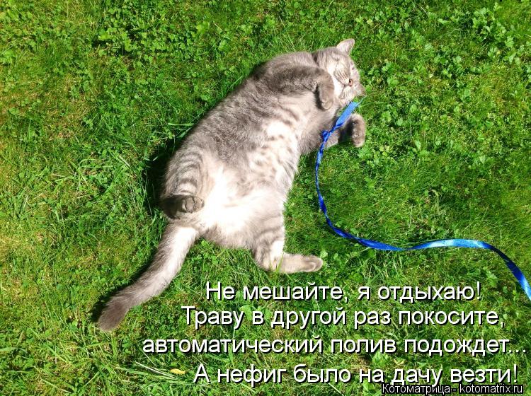 Не мешайте, я отдыхаю! Траву в другой раз покосите, автоматический полив подождет... А нефиг было на ... Котоматрица: Не мешайте, я отдыхаю! Траву в другой раз покосите, автоматический полив подождет... А нефиг было на дачу везти! А нефиг было на дачу везти!