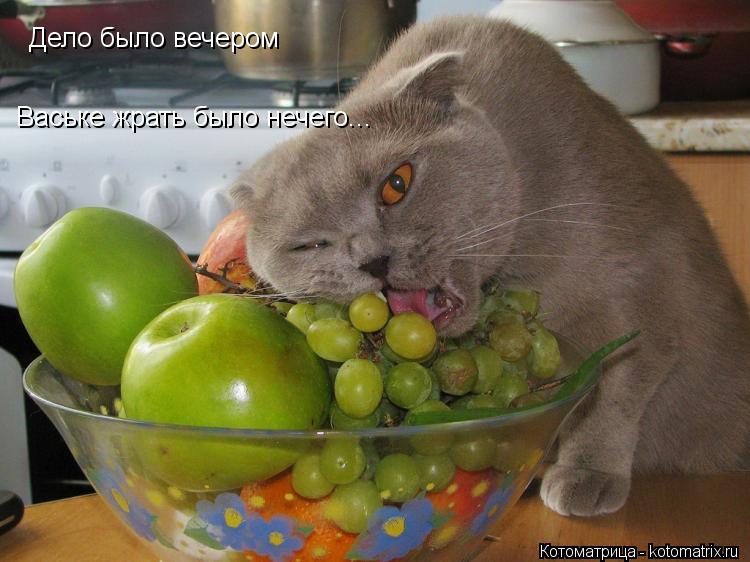 Дело было вечером Ваське жрать было нечего...... Котоматрица: Дело было вечером Ваське жрать было нечего...