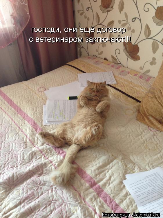 господи, они ещё договор с ветеринаром заключают!!!... Котоматрица: господи, они ещё договор с ветеринаром заключают!!!