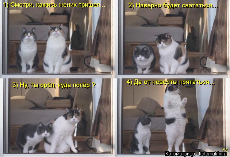 1) Смотри, кажись жених пришел... 2) Наверно будет свататься... 3) Ну, ты орёл, куда попёр ? 4) Да от... Котоматрица: 1) Смотри, кажись жених пришел... 2) Наверно будет свататься... 3) Ну, ты орёл, куда попёр ? 4) Да от невесты прятаться... FA
