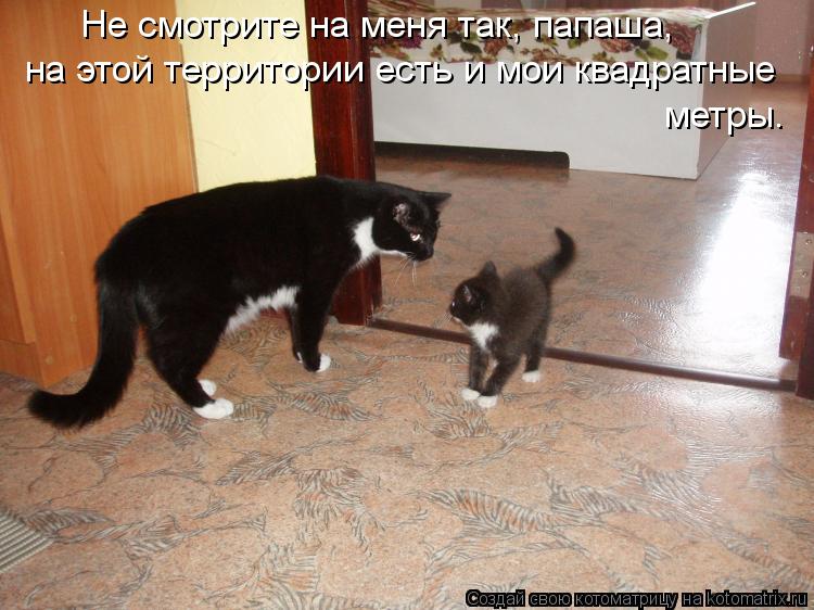 Не смотрите на меня так, папаша, на этой территории есть и мои квадратные метры.... Котоматрица: Не смотрите на меня так, папаша, на этой территории есть и мои квадратные метры.