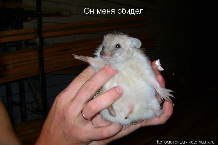 Он меня обидел!... Котоматрица: Он меня обидел!