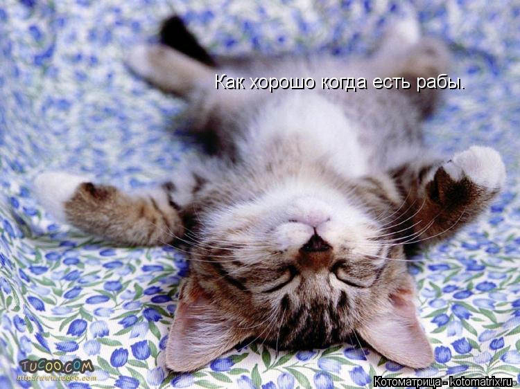Котоматрица: Как хорошо когда есть рабы.