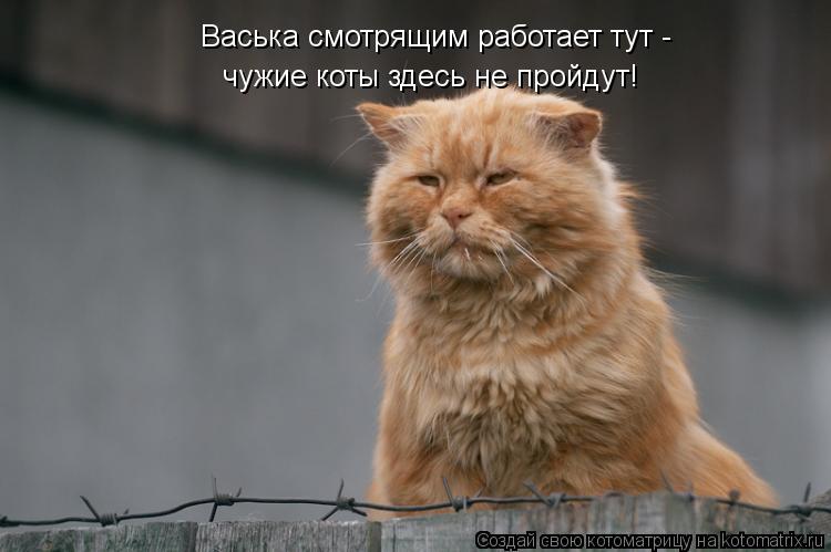 чужие коты здесь не пройдут! Васька смотрящим работает тут -... Котоматрица: чужие коты здесь не пройдут! Васька смотрящим работает тут -