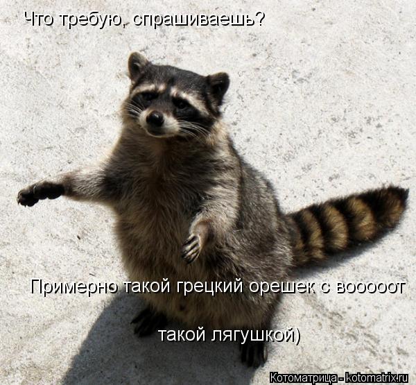 Что требую, спрашиваешь? Примерно такой грецкий орешек с вооооот такой лягушкой)... Котоматрица: Что требую, спрашиваешь? Примерно такой грецкий орешек с вооооот такой лягушкой)