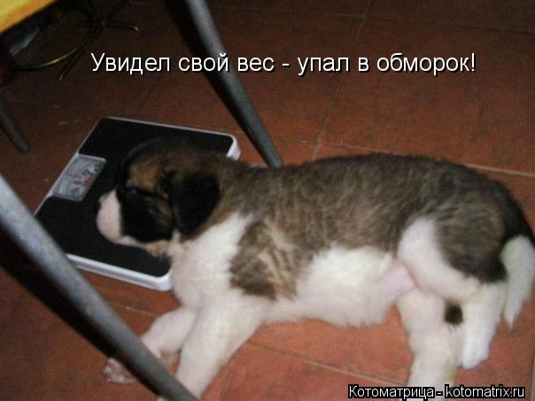 Увидел свой вес - упал в обморок!... Котоматрица: Увидел свой вес - упал в обморок!