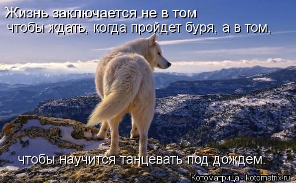 Жизнь заключается не в том чтобы ждать, когда пройдет буря, а в том, чтобы научится танцевать под дож... Котоматрица: Жизнь заключается не в том чтобы ждать, когда пройдет буря, а в том, чтобы научится танцевать под дождем.