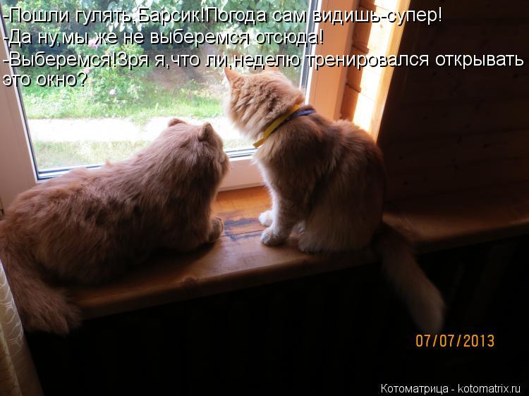 Котоматрица: -Пошли гулять,Барсик!Погода сам видишь-супер! -Да ну,мы же не выберемся отсюда! -Выберемся!Зря я,что ли,неделю тренировался открывать это окн