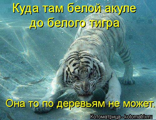 Куда там белой акуле до белого тигра Она то по деревьям не может.... Котоматрица: Куда там белой акуле до белого тигра Она то по деревьям не может.