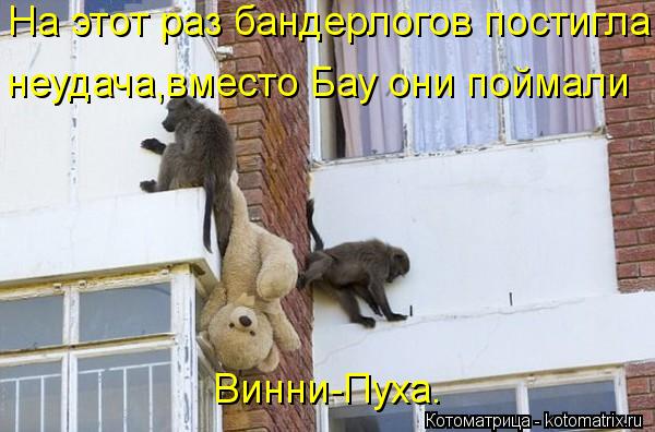 На этот раз бандерлогов постигла неудача,вместо Бау они поймали Винни-Пуха.... Котоматрица: На этот раз бандерлогов постигла неудача,вместо Бау они поймали Винни-Пуха.