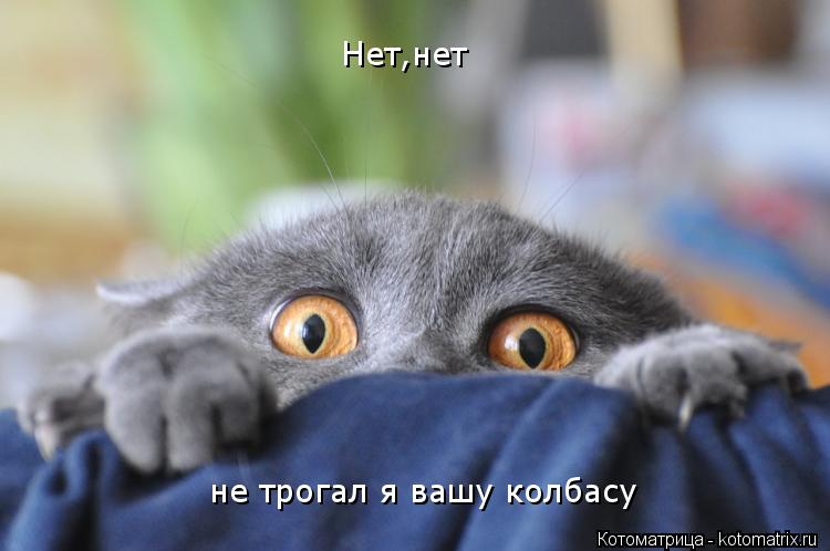 Нет,нет не трогал я вашу колбасу... Котоматрица: Нет,нет не трогал я вашу колбасу