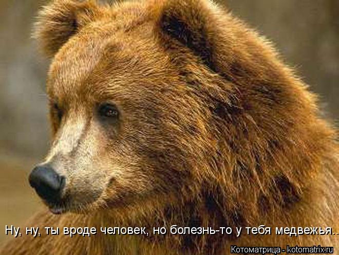 Котоматрица: Ну, ну, ты вроде человек, но болезнь-то у тебя медвежья...