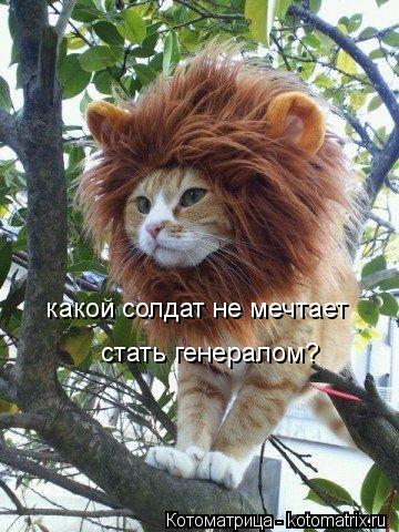 какой солдат не мечтает стать генералом?... Котоматрица: какой солдат не мечтает стать генералом?