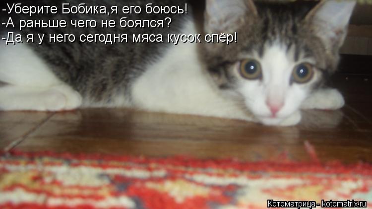 Котоматрица: -Уберите Бобика,я его боюсь! -А раньше чего не боялся? -Да я у него сегодня мяса кусок спёр!