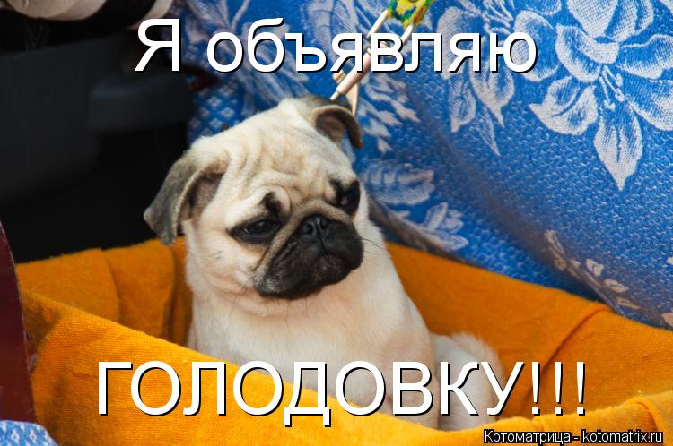 Я объявляю ГОЛОДОВКУ!!!... Котоматрица: Я объявляю ГОЛОДОВКУ!!!