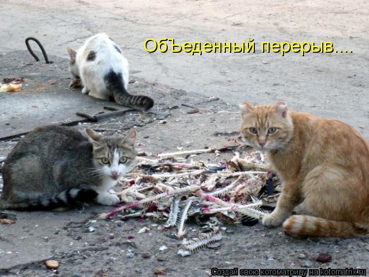 ОбЪеденный перерыв....... Котоматрица: ОбЪеденный перерыв....