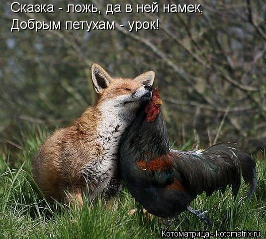 Котоматрица: Добрым петухам - урок! Сказка - ложь, да в ней намек,