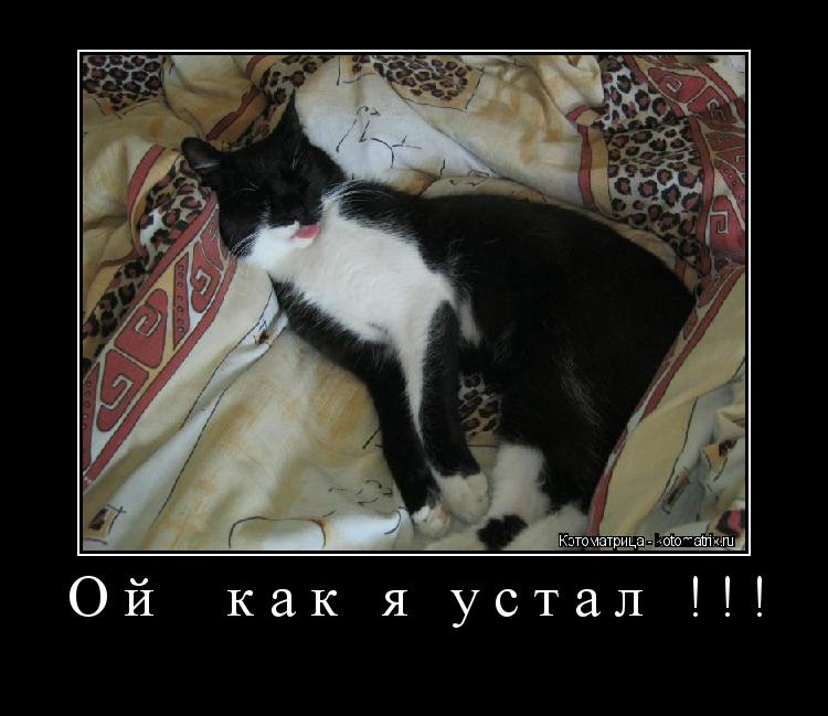 Ой как я устал !!! ... Котоматрица: Ой как я устал !!!