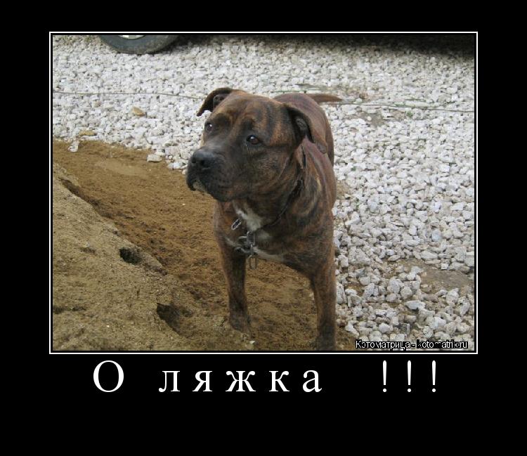 О ляжка !!! ... Котоматрица: О ляжка !!!