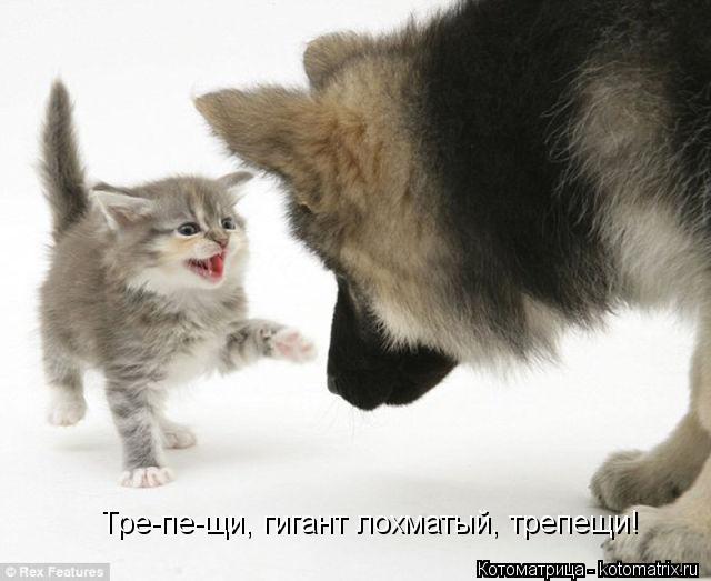 Тре-пе-щи, гигант лохматый, трепещи!... Котоматрица: Тре-пе-щи, гигант лохматый, трепещи!