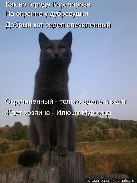 Как во городе Карачарове На окраине у дубравушки Ждет хозяина - Илюшу Муромца Добрый кот сидел опечал... Котоматрица: Как во городе Карачарове На окраине у дубравушки Ждет хозяина - Илюшу Муромца Добрый кот сидел опечаленный Окручиненный - только вдаль гляд