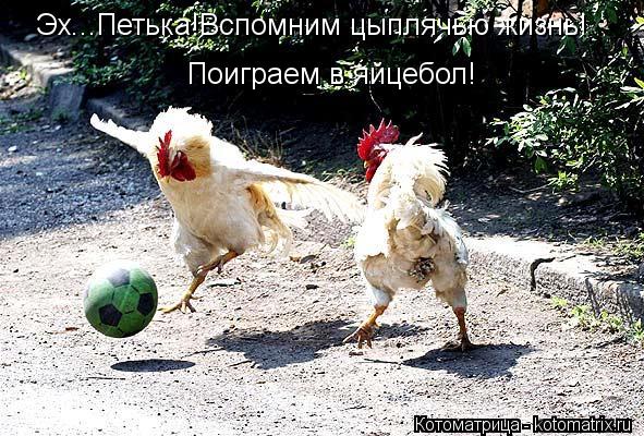 Эх...Петька!Вспомним цыплячью жизнь! Поиграем в яйцебол!... Котоматрица: Эх...Петька!Вспомним цыплячью жизнь! Поиграем в яйцебол!