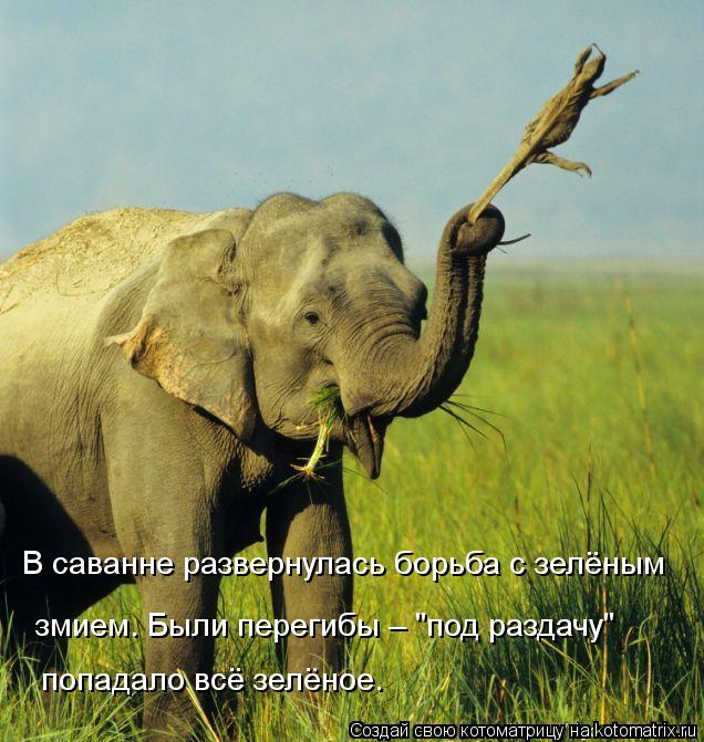 В саванне развернулась борьба с зелёным попадало всё зелёное. змием. Были перегибы – "под раздачу... Котоматрица: В саванне развернулась борьба с зелёным попадало всё зелёное. змием. Были перегибы – "под раздачу"